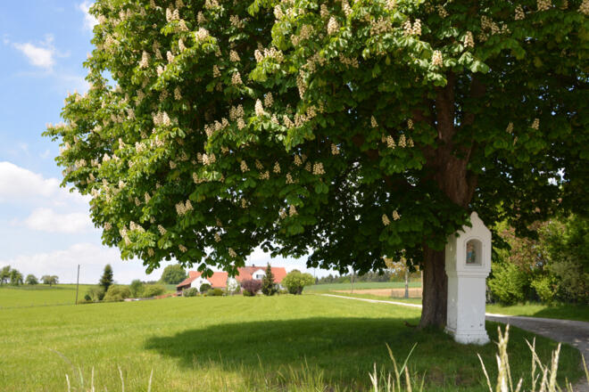 Ähren Runde Schleichern