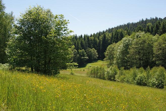 Bachwiesen am Weg nach Grünmühl