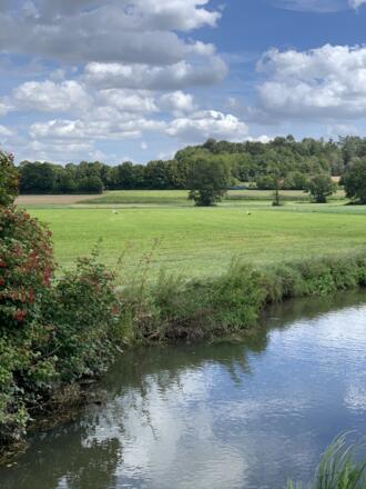 Störche auf Wiese mit Ilm zwischen Hettenshausen und Ilmmünster