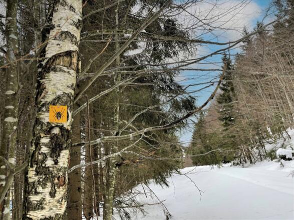 Rundweg Kreuzspinne im Winter
