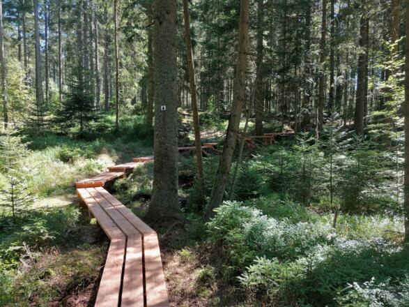 Bohlensteg Wanderweg Fichte.jpg