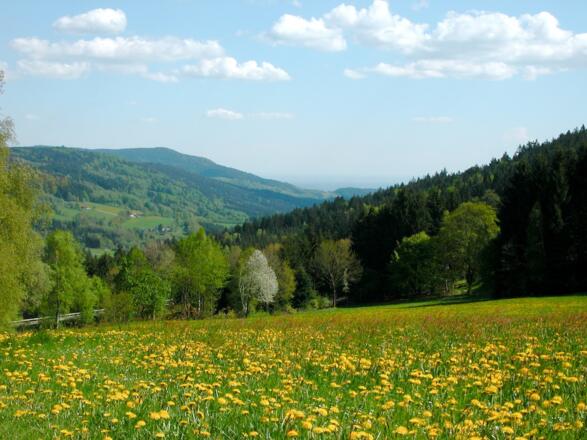 Aussicht vom Wanderweg nach Maibrunn