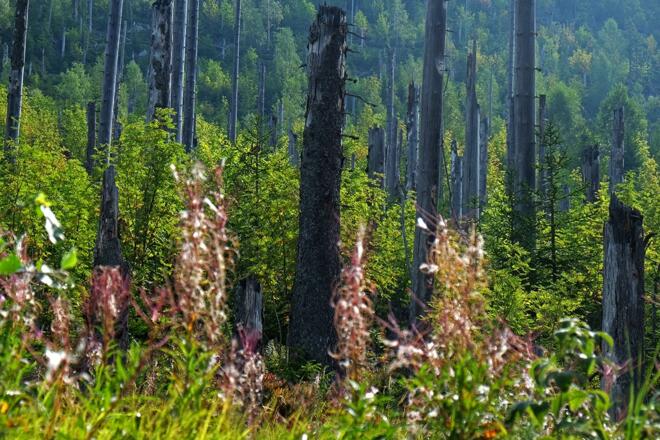 Wilder Wald