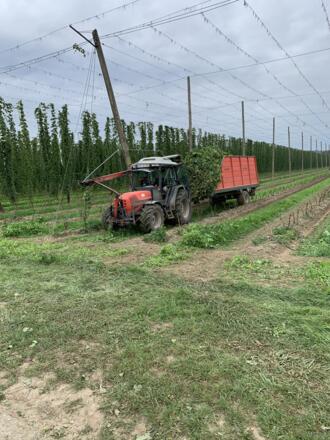 Hopfenernte bei Königsfeld