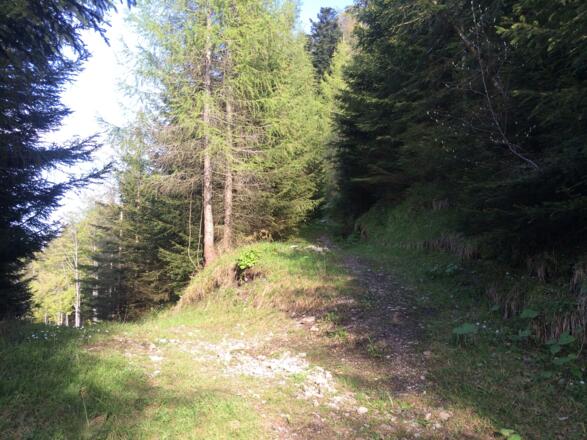 Weggabelung unterhalb von Schober &amp; Frauenkopf. Hier rechts dem schmaleren Pfad folgen.