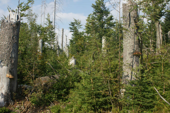 neuer Wald