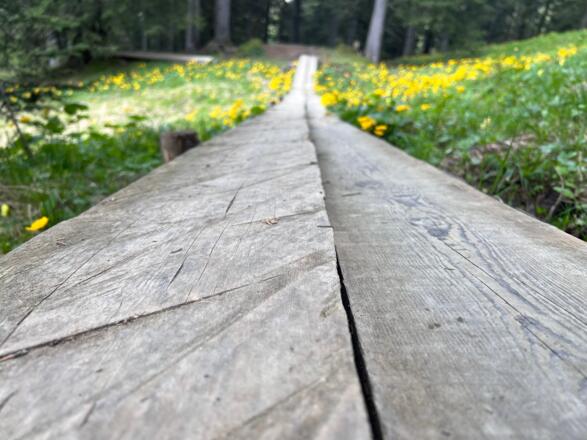 Bretterstege entlang des Weges