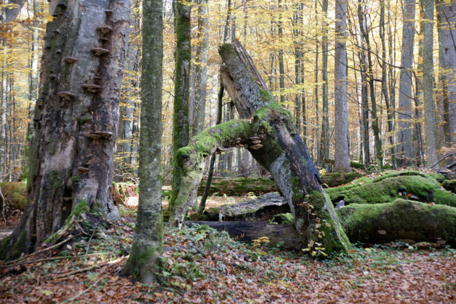 Urwaldgebiet Mittelsteighütte