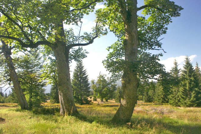 Schachten