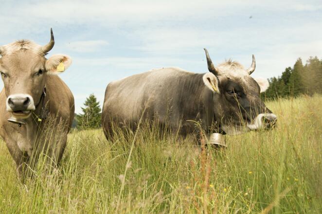 daniel-lech-sommer-37