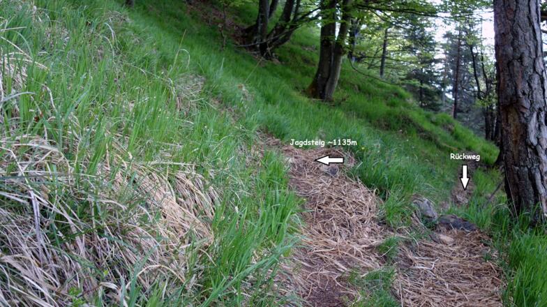 links ab auf Jagdsteig um 1135m