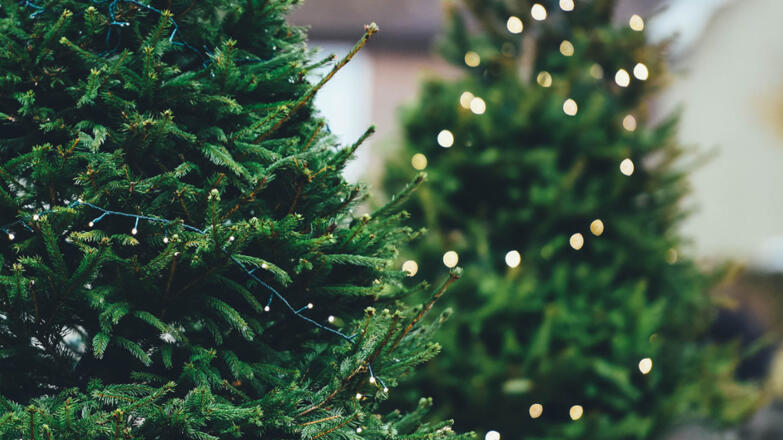Weihnachtsbaum-Verkauf-Pixabay