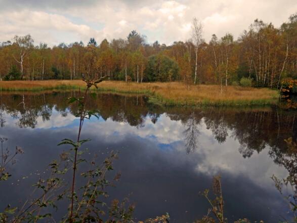 Im Roten Moor