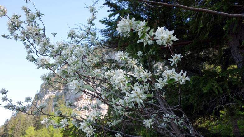 Blühende Felsenbirne um 1135m (vor Jagdsteigabzweigung)