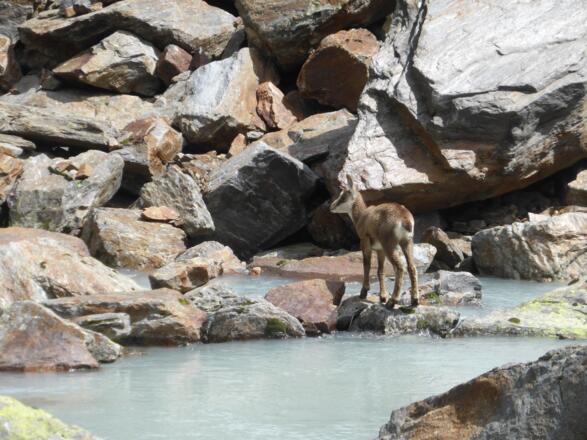 Die Gams am Wasserlauf.