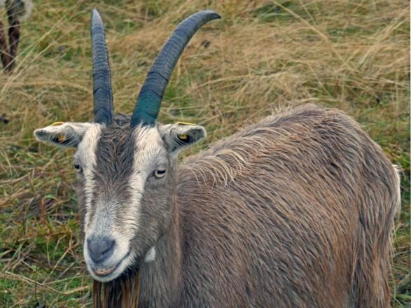 Ein stattlicher Geißbock