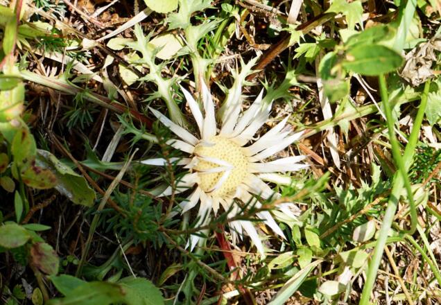 Silberdistel am Wegrand