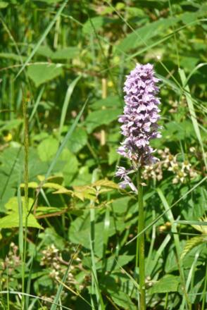 Viele Blumen am Wegesrand