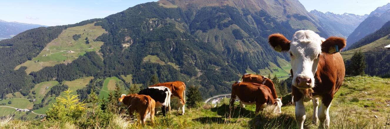 Tiere auf der Alm