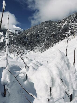 Neuschneeimpressionen