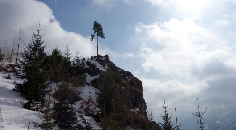 Felsen mit Lärche (~1280 m) links umgehen