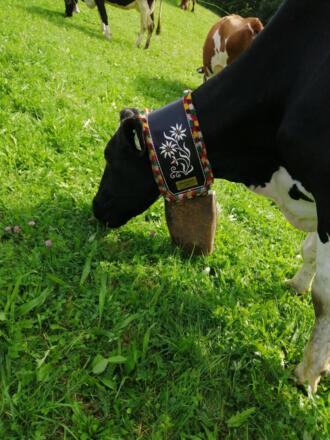 IMG_20211002_103230_resized_20230608_043630064