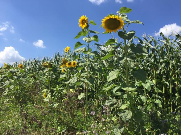 Maisfelder umsäumt mit Sonnenblumen