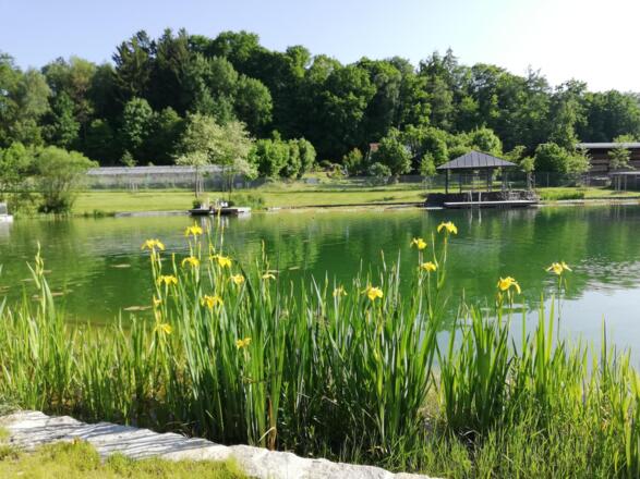 Waldbad Nandlstadt Schwimmbereich