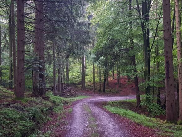 Herrlicher Mischwald.