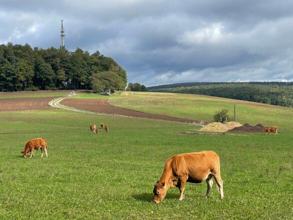 Kuhweide am Langer Grund