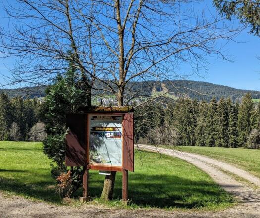 Romantische Wegführung vorbei an alten Bäumen und gelbblühenden Blumen