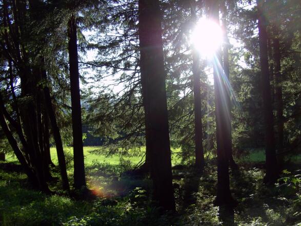 Scheune im Blütenmeer