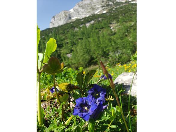 die prachtvolle Alpenflora