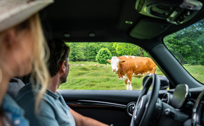 Tierische Begegnung an der Deutsche Alpenstraße © Deutsche Alpenstraße_Fotografie Dietmar Denger