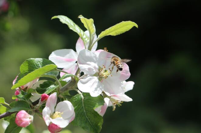 Biene beim Anflug auf Blüte
