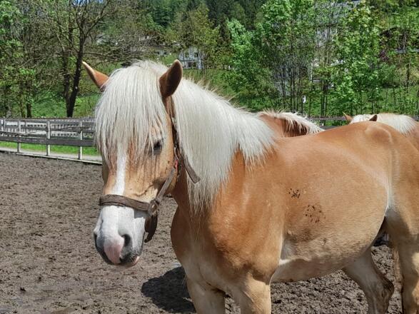 Haflinger trifft man beim Reitstall Beck am Alvierbachweg