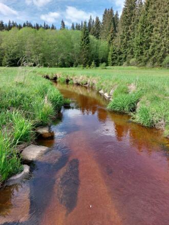 Wasser