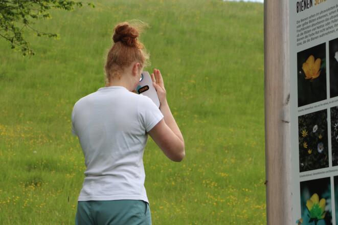Blick der Biene