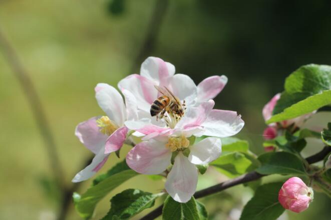 Biene an der Blüte