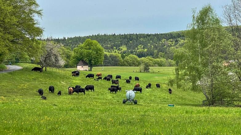 Angusrinder der Metzgerei Spatz