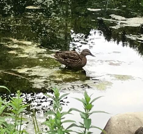 Tiere am Lammerergut