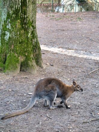Känguru