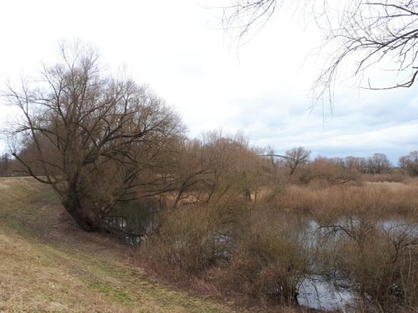 Dammweg in der Vogelau