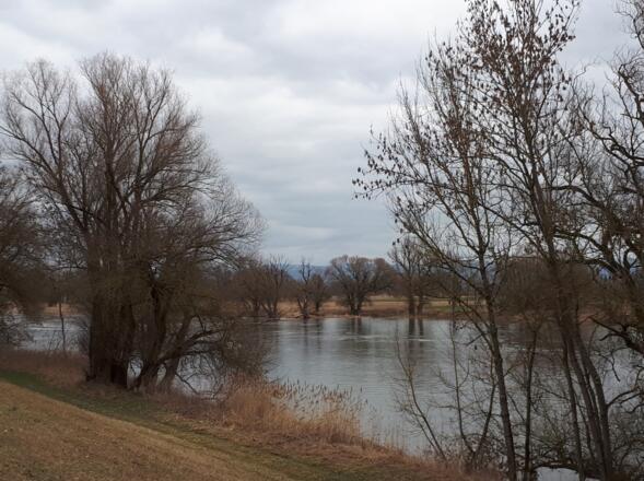 Dammweg in der Vogelau