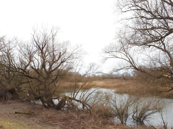 Dammweg in der Vogelau