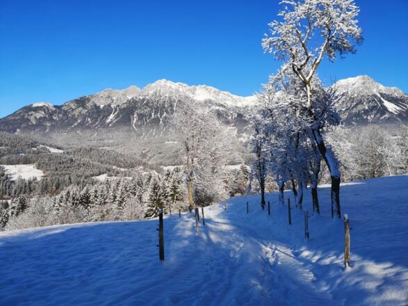 Scheffau_Soell_Kaiserblick-Winterrunde_Forstweg_Heisen_Wilder Kaiser