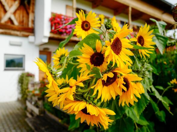 Sonnenblumen am Glaslhof