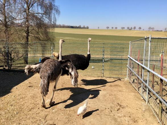 Strauße am Ortseingang von Kühnhausen