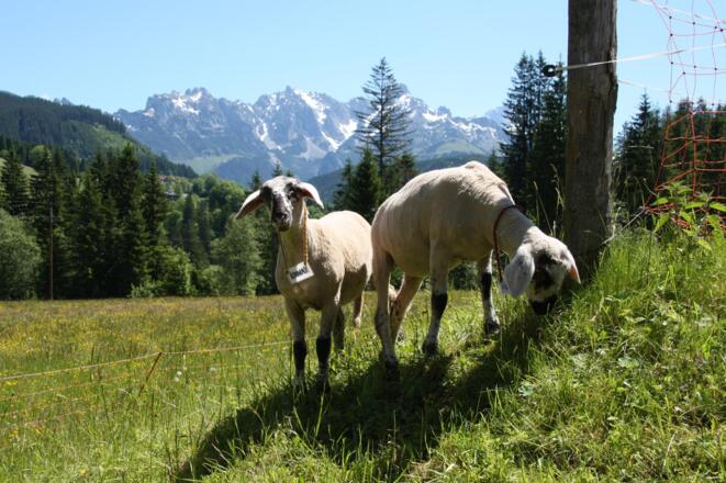 Schafe am Bauernhof