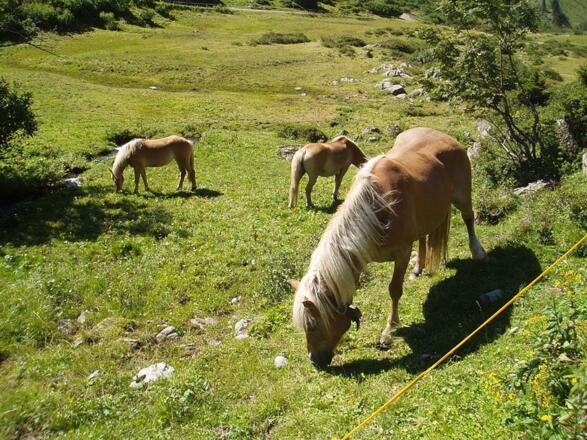 Pferde auf der Alm